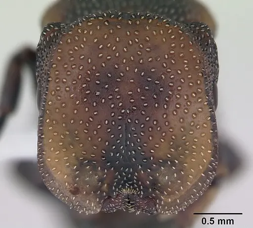 Cephalotes angustus specimen