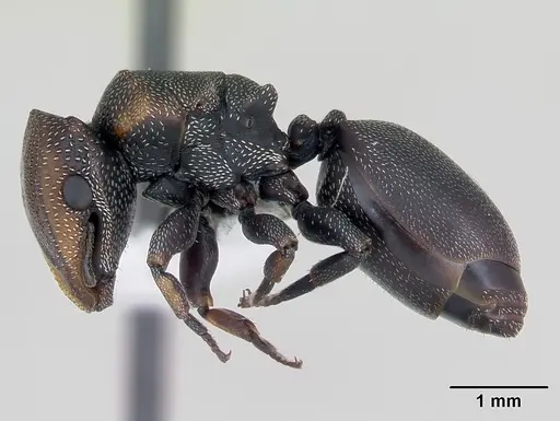 Cephalotes angustus specimen