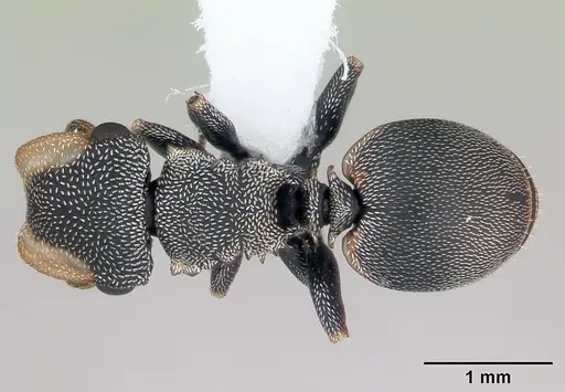 Cephalotes angustus - CASENT0173661