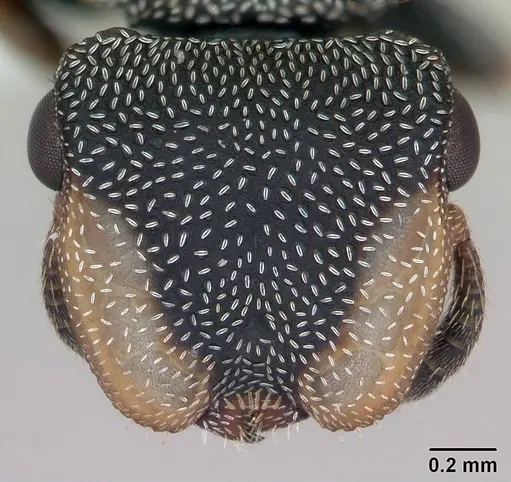 Cephalotes angustus - CASENT0173661