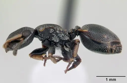 Cephalotes angustus - CASENT0173661
