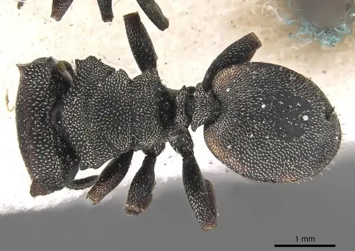 Cephalotes angustus - CASENT0909276