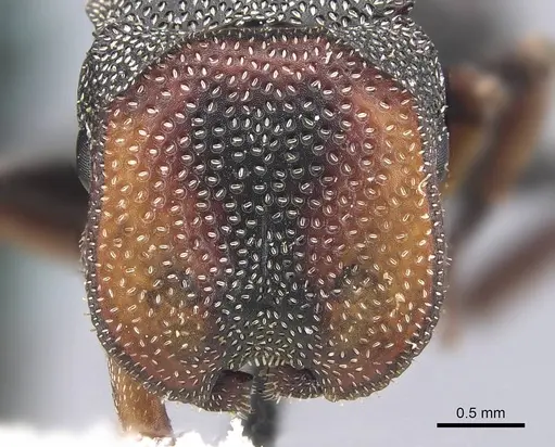 Cephalotes angustus - CASENT0909276