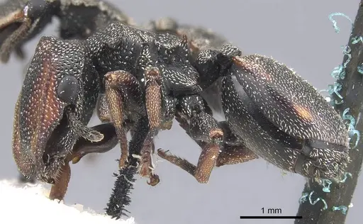 Cephalotes angustus - CASENT0909276
