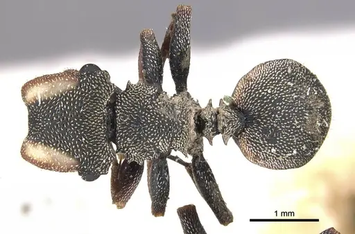 Cephalotes angustus - CASENT0909277