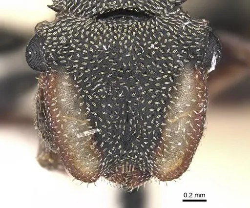 Cephalotes angustus - CASENT0909277