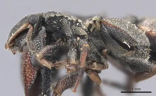 Cephalotes angustus - CASENT0909277