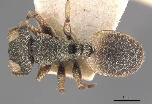 Cephalotes angustus - CASENT0909278