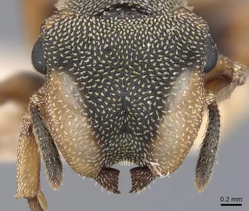 Cephalotes angustus - CASENT0909278