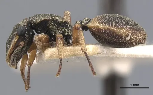 Cephalotes angustus - CASENT0909278