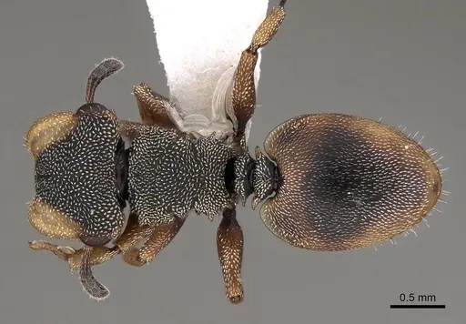 Cephalotes angustus - CASENT0922530