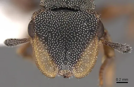 Cephalotes angustus - CASENT0922530