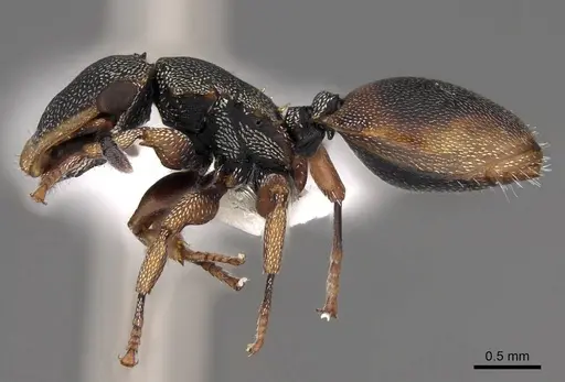 Cephalotes angustus - CASENT0922530