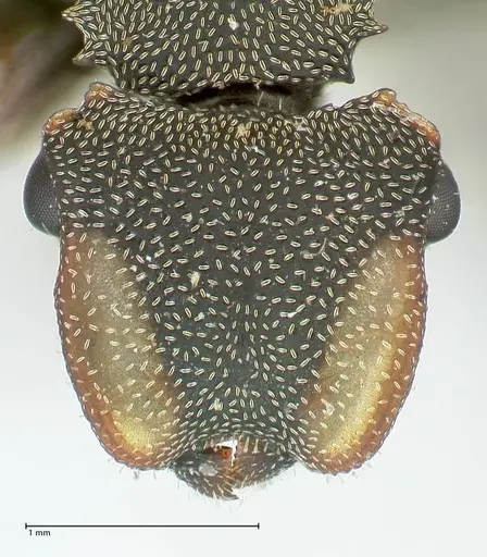 Cephalotes angustus - FOCOL2151