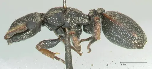 Cephalotes angustus - FOCOL2151