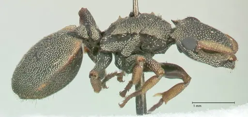Cephalotes angustus - FOCOL2151