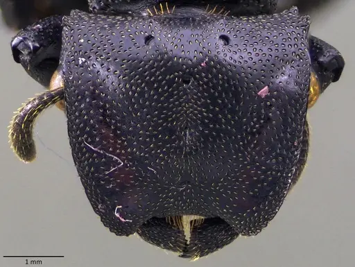 Cephalotes atratus specimen