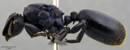 Cephalotes atratus specimen