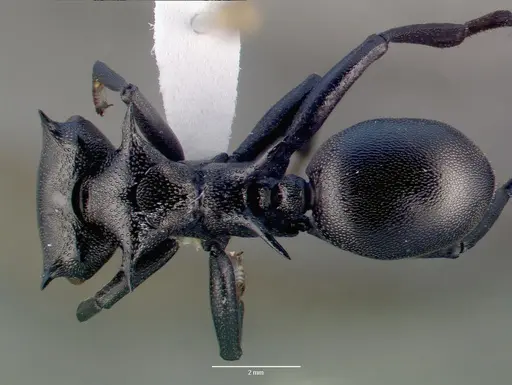 Cephalotes atratus - CASENT0010675