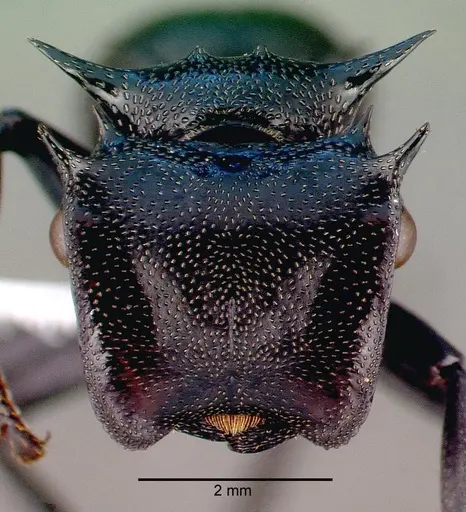 Cephalotes atratus - CASENT0010675