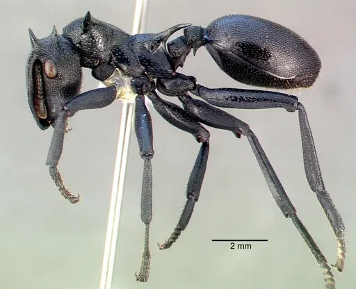 Cephalotes atratus - CASENT0010675