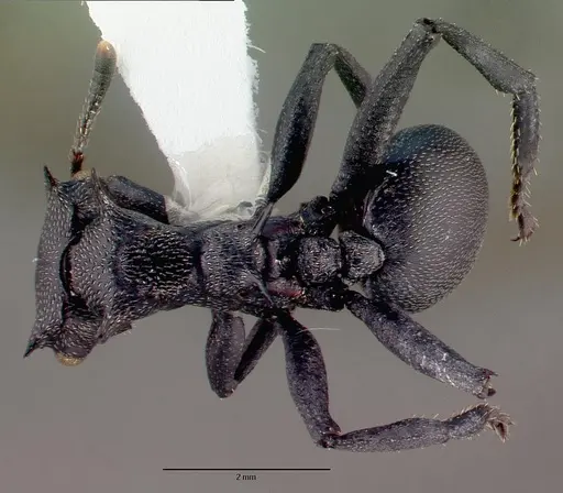 Cephalotes atratus - CASENT0010676