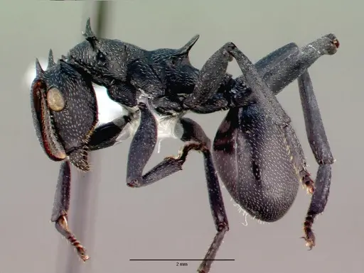 Cephalotes atratus - CASENT0010676