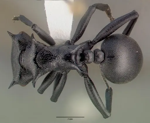 Cephalotes atratus - CASENT0010677