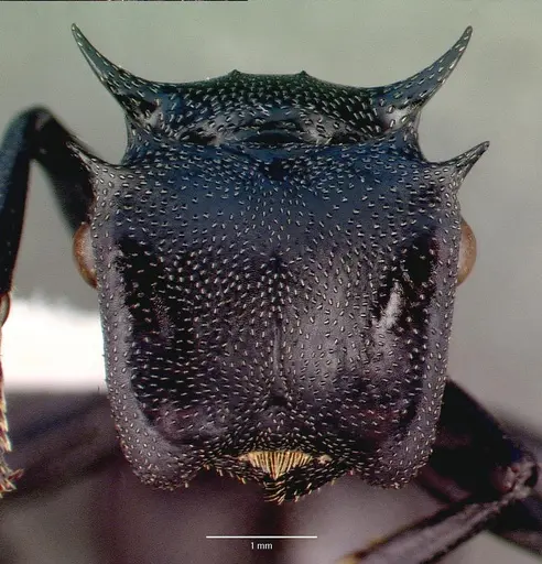 Cephalotes atratus - CASENT0010677