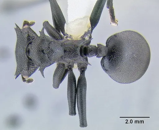 Cephalotes atratus - CASENT0106296