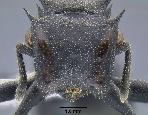 Cephalotes atratus - CASENT0106296