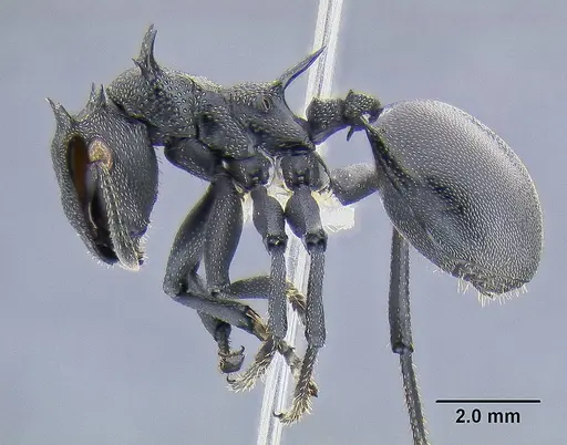 Cephalotes atratus - CASENT0106296