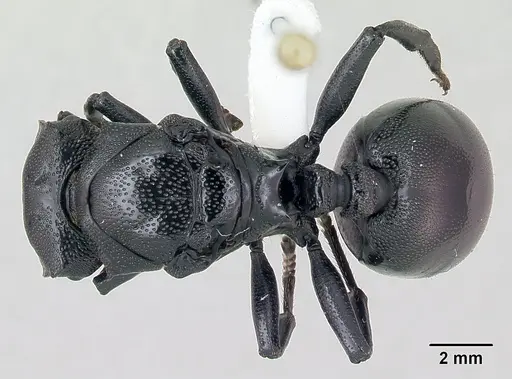 Cephalotes atratus - CASENT0173662