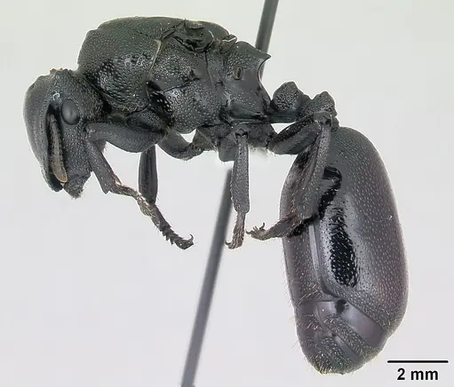 Cephalotes atratus - CASENT0173662