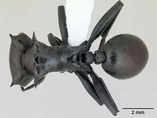 Cephalotes atratus - CASENT0173663