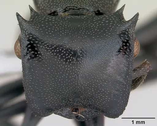 Cephalotes atratus - CASENT0173663