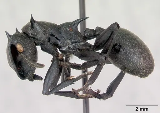 Cephalotes atratus - CASENT0173663