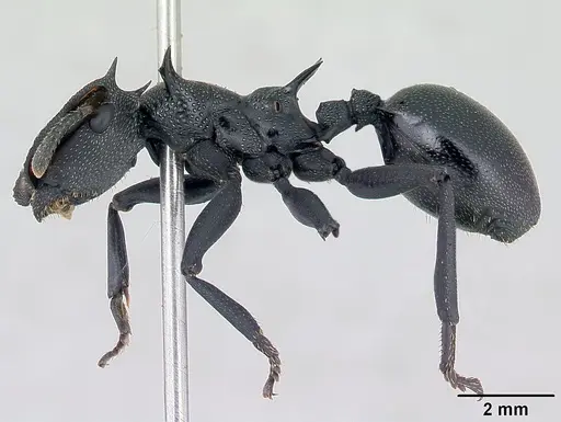 Cephalotes atratus - CASENT0178627