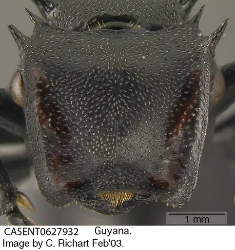 Cephalotes atratus - CASENT0627932
