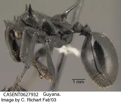Cephalotes atratus - CASENT0627932