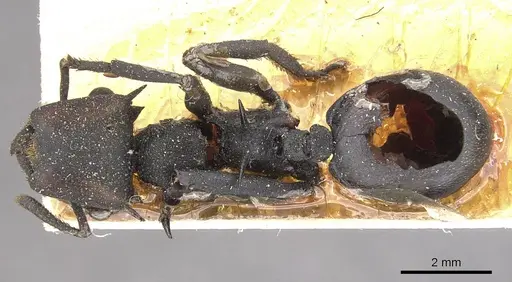 Cephalotes atratus - CASENT0909259