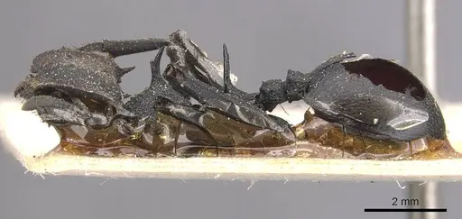 Cephalotes atratus - CASENT0909259