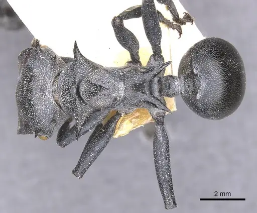 Cephalotes atratus - CASENT0912576