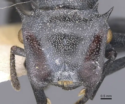 Cephalotes atratus - CASENT0912576