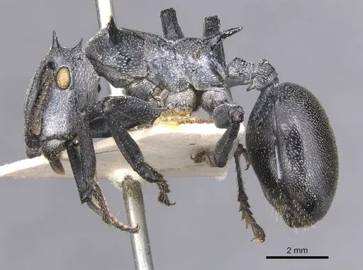Cephalotes atratus - CASENT0912576