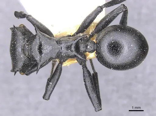 Cephalotes atratus - CASENT0912577