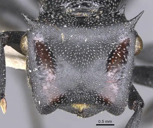 Cephalotes atratus - CASENT0912577