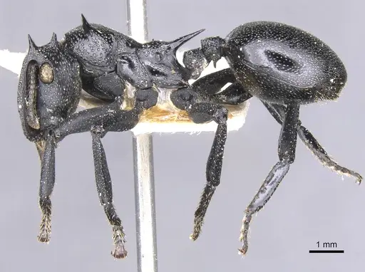 Cephalotes atratus - CASENT0912577