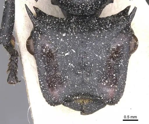 Cephalotes atratus - CASENT0912578