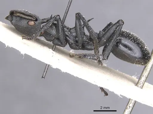 Cephalotes atratus - CASENT0912578